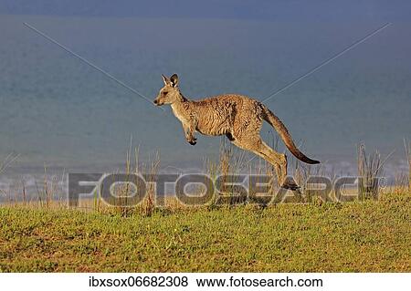 Eastern grey kangaroo (Macropus giganteus), adult, on beach, in a meadow, by the sea, Maloney Beach, New South Wales, Australia, Oceania View Large Photo Image Stock Photo - Eastern grey kangaroo (Macropus giganteus), adult, on beach, in a meadow, by the sea, Maloney Beach, New South Wales, Australia, Oceania. Fotosearch