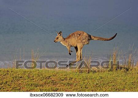 Eastern grey kangaroo (Macropus giganteus), adult, on beach, in a meadow, by the sea, Maloney Beach, New South Wales, Australia, Oceania View Large Photo Image Stock Photo - Eastern grey kangaroo (Macropus giganteus), adult, on beach, in a meadow, by the sea, Maloney Beach, New South Wales, Australia, Oceania. Fotosearch