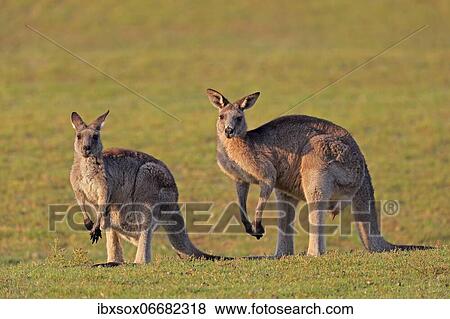 Eastern grey kangaroo (Macropus giganteus), adult, pair, in a meadow, Maloney Beach, New South Wales, Australia, Oceania View Large Photo Image Stock Photo - Eastern grey kangaroo (Macropus giganteus), adult, pair, in a meadow, Maloney Beach, New South Wales, Australia, Oceania. Fotosearch