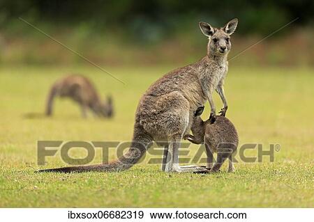 Stock Photo - Eastern grey kangaroo (Macropus giganteus), adult, female, juvenile, looking into pouch, on grassland, Maloney Beach, New South Wales, Australia, Oceania. Fotosearch
