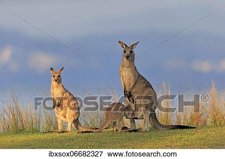 Eastern grey kangaroo (Macropus giganteus), adult, female, juvenile, looking into pouch, on grassland, Maloney Beach, New South Wales, Australia, Oceania View Large Photo Image Stock Photo - Eastern grey kangaroo (Macropus giganteus), adult, female, juvenile, looking into pouch, on grassland, Maloney Beach, New South Wales, Australia, Oceania. Fotosearch