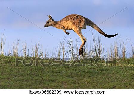 Eastern grey kangaroo (Macropus giganteus), adult, in a meadow, Maloney Beach, New South Wales, Australia, Oceania View Large Photo Image Stock Photo - Eastern grey kangaroo (Macropus giganteus), adult, in a meadow, Maloney Beach, New South Wales, Australia, Oceania. Fotosearch
