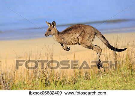 Eastern grey kangaroo (Macropus giganteus), adult, in a meadow, by the sea, Maloney Beach, New South Wales, Australia, Oceania View Large Photo Image Stock Photo - Eastern grey kangaroo (Macropus giganteus), adult, in a meadow, by the sea, Maloney Beach, New South Wales, Australia, Oceania. Fotosearch