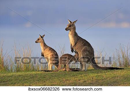 Eastern grey kangaroo (Macropus giganteus), adult, female, juvenile, looking into pouch, on grassland, Maloney Beach, New South Wales, Australia, Oceania View Large Photo Image Stock Photograph - Eastern grey kangaroo (Macropus giganteus), adult, female, juvenile, looking into pouch, on grassland, Maloney Beach, New South Wales, Australia, Oceania. Fotosearch