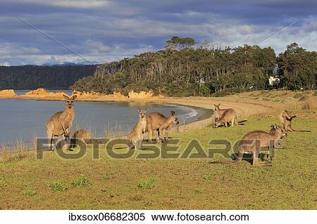 Eastern grey kangaroo (Macropus giganteus), group, adult, juvenile, on grassland, by the sea, feeding, foraging, Maloney Beach, New South Wales, Australia, Oceania View Large Photo Image Stock Photography - Eastern grey kangaroo (Macropus giganteus), group, adult, juvenile, on grassland, by the sea, feeding, foraging, Maloney Beach, New South Wales, Australia, Oceania. Fotosearch