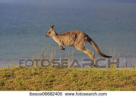 Eastern grey kangaroo (Macropus giganteus), adult, in a meadow, by the sea, Maloney Beach, New South Wales, Australia, Oceania View Large Photo Image Stock Photography - Eastern grey kangaroo (Macropus giganteus), adult, in a meadow, by the sea, Maloney Beach, New South Wales, Australia, Oceania. Fotosearch