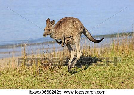 Eastern grey kangaroo (Macropus giganteus), adult, female, young in pouch, on grassland, on beach, by the sea, Maloney Beach, New South Wales, Australia, Oceania View Large Photo Image Stock Photography - Eastern grey kangaroo (Macropus giganteus), adult, female, young in pouch, on grassland, on beach, by the sea, Maloney Beach, New South Wales, Australia, Oceania. Fotosearch