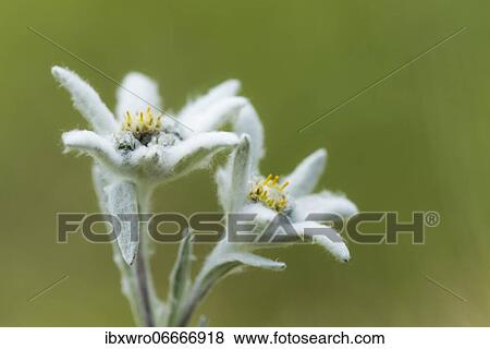 Stock Photo - Edelweiss (Leontopodium nivale), plant, flower, mountain, Alps, Hohe Tauern National Park, Austria, Europe. Fotosearch