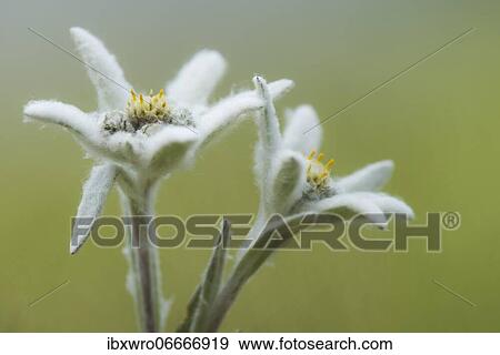 Stock Photo - Edelweiss (Leontopodium nivale), plant, flower, mountain, Alps, Hohe Tauern National Park, Austria, Europe. Fotosearch