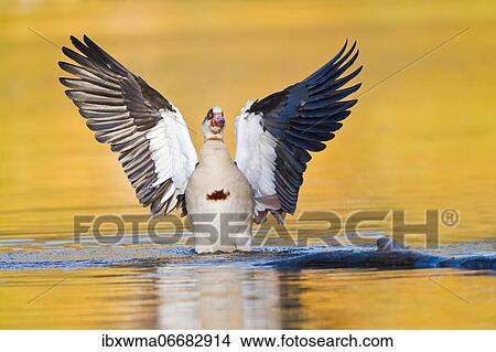 Egyptian goose (Alopochen aegyptiacus) in water with spread wings, Hesse, Germany, Europe View Large Photo Image Picture - Egyptian goose (Alopochen aegyptiacus) in water with spread wings, Hesse, Germany, Europe. Fotosearch