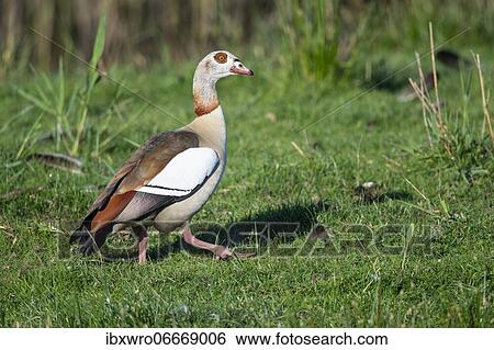 Egyptian goose (Alopochen aegyptiacus), Kattinger Watt, Schleswig-Holstein, Germany, Europe View Large Photo Image Stock Photograph - Egyptian goose (Alopochen aegyptiacus), Kattinger Watt, Schleswig-Holstein, Germany, Europe. Fotosearch