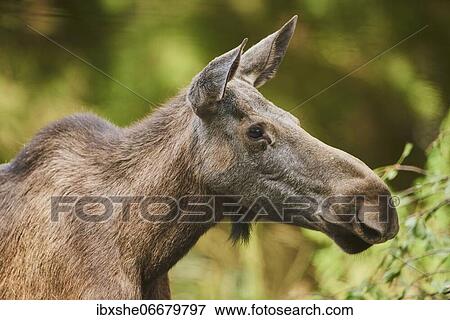 Elk (Alces alces), Moose cow, Portrait, Bavarian Forest National Park, Bavaria, Germany, Europe View Large Photo Image Stock Photo - Elk (Alces alces), Moose cow, Portrait, Bavarian Forest National Park, Bavaria, Germany, Europe. Fotosearch