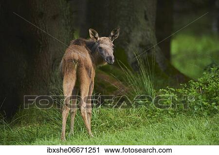 Elk or Moose (Alces alces) calf, standing on a forest glade, captive, Bavarian Forest National Park, Bavaria, Germany, Europe View Large Photo Image Stock Image - Elk or Moose (Alces alces) calf, standing on a forest glade, captive, Bavarian Forest National Park, Bavaria, Germany, Europe. Fotosearch