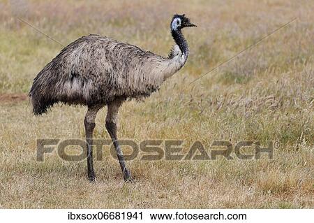 Emu (Dromaius novaehollandiae), adult, Kangaroo Island, South Australia, Australia, Oceania View Large Photo Image Stock Image - Emu (Dromaius novaehollandiae), adult, Kangaroo Island, South Australia, Australia, Oceania. Fotosearch