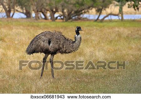 Stock Image - Emu (Dromaius novaehollandiae), adult, Kangaroo Island, South Australia, Australia, Oceania. Fotosearch