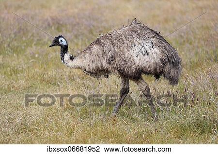Stock Image - Emu (Dromaius novaehollandiae), adult, running, Kangaroo Island, South Australia, Australia, Oceania. Fotosearch