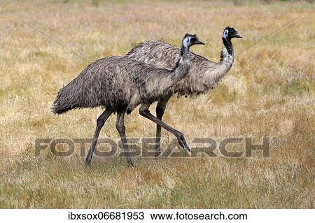 Emu (Dromaius novaehollandiae), adult, running in grass, pair, Parndana, Kangaroo Island, South Australia, Australia, Oceania View Large Photo Image Stock Image - Emu (Dromaius novaehollandiae), adult, running in grass, pair, Parndana, Kangaroo Island, South Australia, Australia, Oceania. Fotosearch