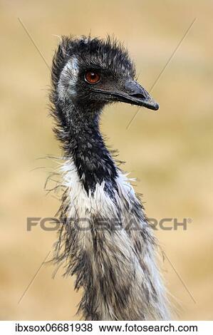 Emu (Dromaius novaehollandiae), adult, portrait, Kangaroo Island Wildlife Park, Parndana, Kangaroo Island, South Australia, Australia, Oceania View Large Photo Image Stock Photo - Emu (Dromaius novaehollandiae), adult, portrait, Kangaroo Island Wildlife Park, Parndana, Kangaroo Island, South Australia, Australia, Oceania. Fotosearch