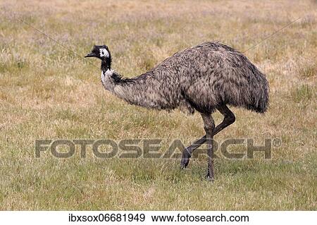 Stock Photo - Emu (Dromaius novaehollandiae), adult, running, Kangaroo Island, South Australia, Australia, Oceania. Fotosearch