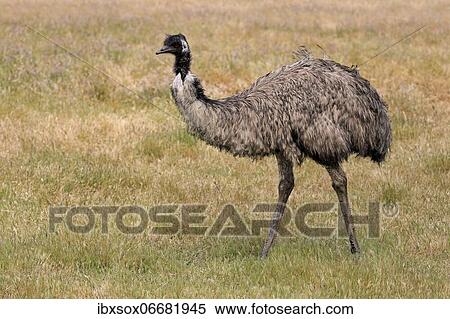 Emu (Dromaius novaehollandiae), adult, Kangaroo Island, South Australia, Australia, Oceania View Large Photo Image Stock Photography - Emu (Dromaius novaehollandiae), adult, Kangaroo Island, South Australia, Australia, Oceania. Fotosearch