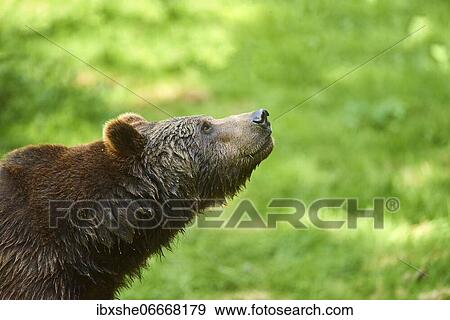 Eurasian brown bear (Ursus arctos arctos) smelling, portrait, captive, Bavarian Forest National Park, Bavaria, Germany, Europe View Large Photo Image Stock Photo - Eurasian brown bear (Ursus arctos arctos) smelling, portrait, captive, Bavarian Forest National Park, Bavaria, Germany, Europe. Fotosearch