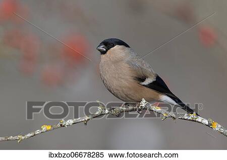 Eurasian bullfinch, bullfinch (Pyrrhula pyrrhula), female sitting on a branch covered with lichen, Swabian Alb biosphere reserve, Baden-Württemberg, Germany, Europe View Large Photo Image Stock Photography - Eurasian bullfinch, bullfinch (Pyrrhula pyrrhula), female sitting on a branch covered with lichen, Swabian Alb biosphere reserve, Baden-Württemberg, Germany, Europe. Fotosearch