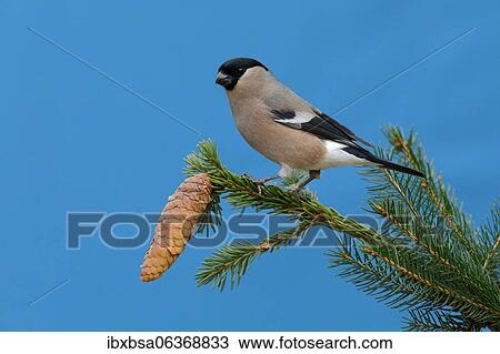Eurasian bullfinch (Pyrrhula pyrrhula), female, sitting on a branch with spruce cones of a common spruce (Picea abies), North Rhine-Westphalia, Germany, Europe View Large Photo Image Stock Image - Eurasian bullfinch (Pyrrhula pyrrhula), female, sitting on a branch with spruce cones of a common spruce (Picea abies), North Rhine-Westphalia, Germany, Europe. Fotosearch