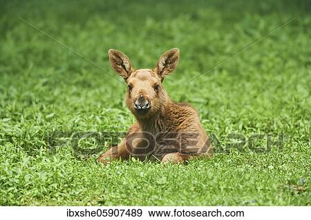 Eurasian elk (Alces alces), calf, lying on a field, captive, Germany, Europe View Large Photo Image Stock Photo - Eurasian elk (Alces alces), calf, lying on a field, captive, Germany, Europe. Fotosearch