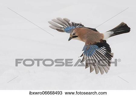 Eurasian jay (Garrulus glandarius) in flight, winter, snow, feeding, Germany, Europe View Large Photo Image Stock Image - Eurasian jay (Garrulus glandarius) in flight, winter, snow, feeding, Germany, Europe. Fotosearch