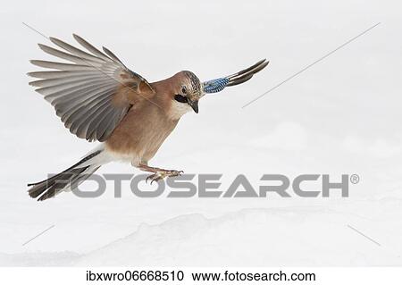 Eurasian jay (Garrulus glandarius) in flight, winter, snow, feeding, Germany, Europe View Large Photo Image Stock Image - Eurasian jay (Garrulus glandarius) in flight, winter, snow, feeding, Germany, Europe. Fotosearch