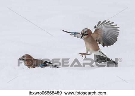Eurasian jay (Garrulus glandarius) in flight, winter, snow, feeding, Germany, Europe View Large Photo Image Stock Photo - Eurasian jay (Garrulus glandarius) in flight, winter, snow, feeding, Germany, Europe. Fotosearch