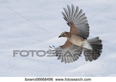 Eurasian jay (Garrulus glandarius) in flight, winter, snow, feeding, Germany, Europe View Large Photo Image Stock Photograph - Eurasian jay (Garrulus glandarius) in flight, winter, snow, feeding, Germany, Europe. Fotosearch