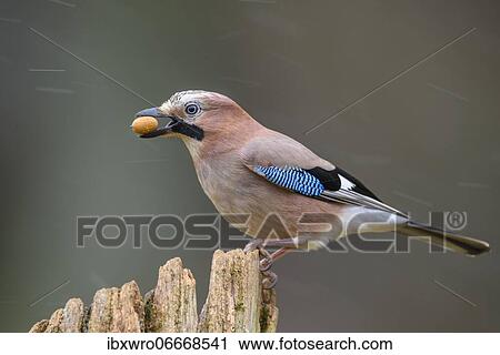Eurasian jay (Garrulus glandarius) with acorn, winter, snow, feeding, Germany, Europe View Large Photo Image Stock Image - Eurasian jay (Garrulus glandarius) with acorn, winter, snow, feeding, Germany, Europe. Fotosearch