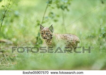 Stock Image - Eurasian lynx (Lynx lynx), kitten staying on the forestground, captive, Germany, Europe. Fotosearch