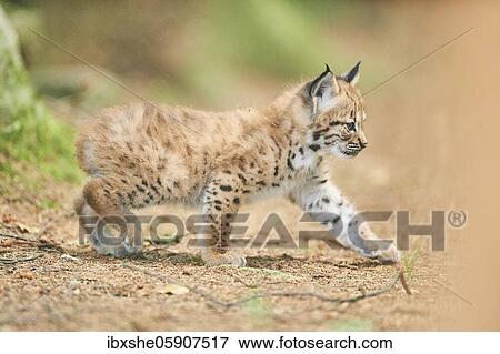 Eurasian lynx (Lynx lynx), kitten staying on the forestground, captive, Germany, Europe View Large Photo Image Stock Photo - Eurasian lynx (Lynx lynx), kitten staying on the forestground, captive, Germany, Europe. Fotosearch