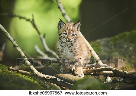 Eurasian lynx (Lynx lynx), kitten sitting on the forestground, captive, Germany, Europe View Large Photo Image Stock Photo - Eurasian lynx (Lynx lynx), kitten sitting on the forestground, captive, Germany, Europe. Fotosearch