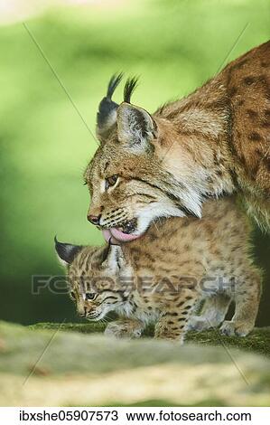 Eurasian lynx (Lynx lynx), kitten with his mother playing in a forest, captive, Germany, Europe View Large Photo Image Stock Image - Eurasian lynx (Lynx lynx), kitten with his mother playing in a forest, captive, Germany, Europe. Fotosearch