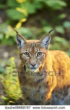 Stock Photo - Eurasian lynx (Lynx lynx), portrait, captive, Bavarian Forest National Park, Bavaria, Germany, Europe. Fotosearch