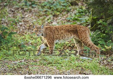 Eurasian lynx (Lynx lynx) standing in a forest, captive, Bavarian Forest National Park, Bavaria, Germany, Europe View Large Photo Image Stock Photograph - Eurasian lynx (Lynx lynx) standing in a forest, captive, Bavarian Forest National Park, Bavaria, Germany, Europe. Fotosearch