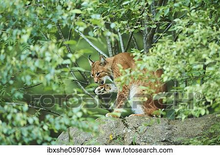 Picture - Eurasian lynx (Lynx lynx), staying in a forest, captive, Bavarian Forest National park, Germany, Europe. Fotosearch