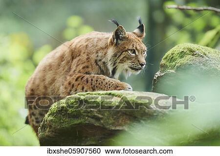 Eurasian lynx (Lynx lynx), staying in a forest, captive, Germany, Europe View Large Photo Image Stock Image - Eurasian lynx (Lynx lynx), staying in a forest, captive, Germany, Europe. Fotosearch