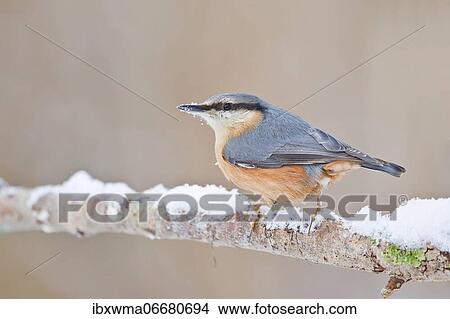 Eurasian nuthatch (Sitta europaea) on branch with snow, Hesse, Germany, Europe View Large Photo Image Picture - Eurasian nuthatch (Sitta europaea) on branch with snow, Hesse, Germany, Europe. Fotosearch