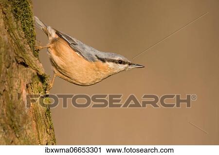 Eurasian nuthatch (Sitta europaea) on tree trunk, Hesse, Germany, Europe View Large Photo Image Stock Image - Eurasian nuthatch (Sitta europaea) on tree trunk, Hesse, Germany, Europe. Fotosearch