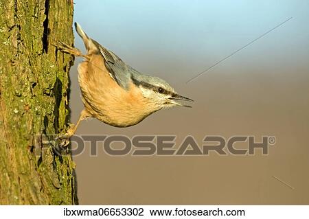 Eurasian nuthatch (Sitta europaea) on tree trunk, Hesse, Germany, Europe View Large Photo Image Stock Image - Eurasian nuthatch (Sitta europaea) on tree trunk, Hesse, Germany, Europe. Fotosearch