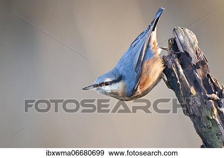 Eurasian nuthatch (Sitta europaea) on rotten branch, Hesse, Germany, Europe View Large Photo Image Stock Photo - Eurasian nuthatch (Sitta europaea) on rotten branch, Hesse, Germany, Europe. Fotosearch