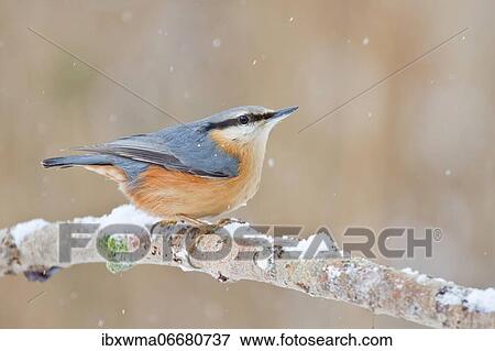 Eurasian nuthatch (Sitta europaea) sitting on snowy branch, snowfall, Hesse, Germany, Europe View Large Photo Image Stock Photo - Eurasian nuthatch (Sitta europaea) sitting on snowy branch, snowfall, Hesse, Germany, Europe. Fotosearch