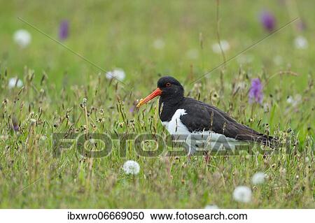 Eurasian oystercatcher (Haematopus ostralegus), Kattinger Watt, Schleswig-Holstein, Germany, Europe View Large Photo Image Stock Image - Eurasian oystercatcher (Haematopus ostralegus), Kattinger Watt, Schleswig-Holstein, Germany, Europe. Fotosearch