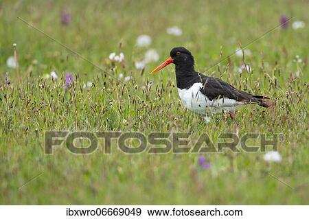 Eurasian oystercatcher (Haematopus ostralegus), Kattinger Watt, Schleswig-Holstein, Germany, Europe View Large Photo Image Stock Photo - Eurasian oystercatcher (Haematopus ostralegus), Kattinger Watt, Schleswig-Holstein, Germany, Europe. Fotosearch
