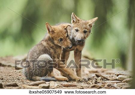 Eurasian wolf (Canis lupus lupus) cub in a forest, captive, Bavaria, Germany, Europe View Large Photo Image Stock Photo - Eurasian wolf (Canis lupus lupus) cub in a forest, captive, Bavaria, Germany, Europe. Fotosearch