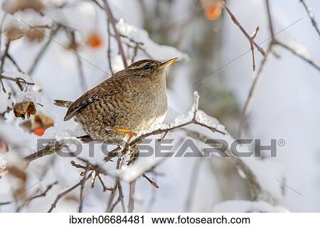 Eurasian wren (Troglodytes troglodytes) sitting on a branch in winter, Schwaz, Tyrol, Austria, Europe View Large Photo Image Stock Image - Eurasian wren (Troglodytes troglodytes) sitting on a branch in winter, Schwaz, Tyrol, Austria, Europe. Fotosearch